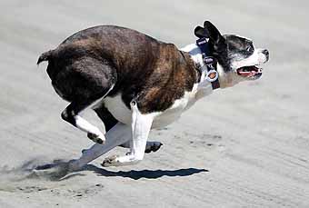 Rosie running Ocean Shores beach